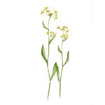 Bupleurum falcatum